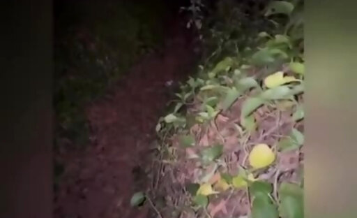 Ts Latina Doll Fucking Her Uber Driver Tranny Porn