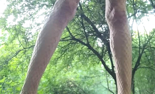 ?Une salope dans un bosquet à la recherche de bites. Exhibition Foret de Senart Brunoy